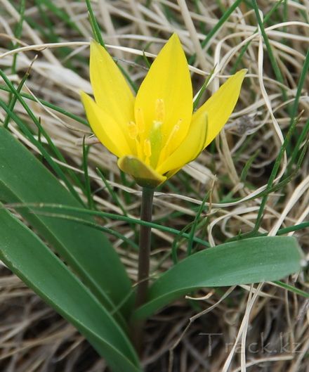 Tulipa dasystemon (Regel) Regel - Тюльпан волосистотычиночный
